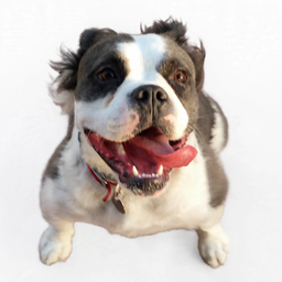 Oreo's avatar